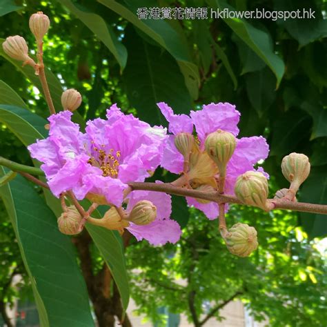 紫薇開花期|【紫薇開花期】紫薇：燦爛綻放的夏日時光，深入瞭解紫薇開花期。